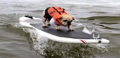 Californian Dogs Compete In Annual Canine Surfing Contest