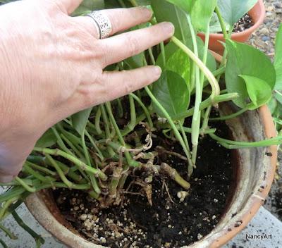 How To Prune Philodendrons