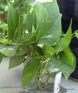 How To Prune Philodendrons