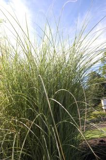 Miscanthus sinensis 'Morning Light' (08/09/2012, Kew Gardens, London)