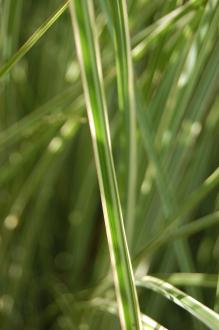 Miscanthus sinensis 'Morning Light' Leaf (08/09/2012, Kew Gardens, London)