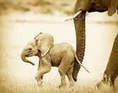 Vintage SAFARI BABY ANIMALS - Set of Four Sepia Photos - 8 X 10 - Elephant, Lion, Cheetah, Giraffe - Wildlife Photography, Nursery Wall Art - WildBabies