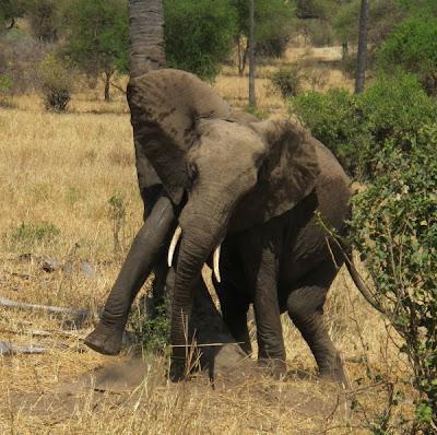 Elephant-spotting in Tanzania on honeymoon