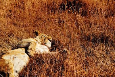 Sleeping lioness, Ngorongoro Crater, Tanzania