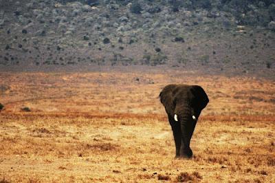 Elephant in Ngorongoro Crater, Tanzani honeymoon