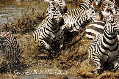 Zebras, Serengeti, Tanzani honeymoon