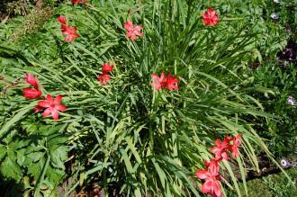 Schizostylis coccinea (08/09/2012, Kew Gardens, London)