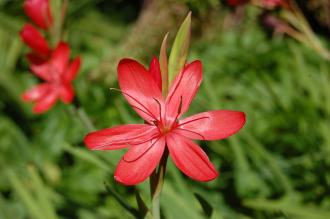 Schizostylis coccinea Flower (08/09/2012, Kew Gardens, London)