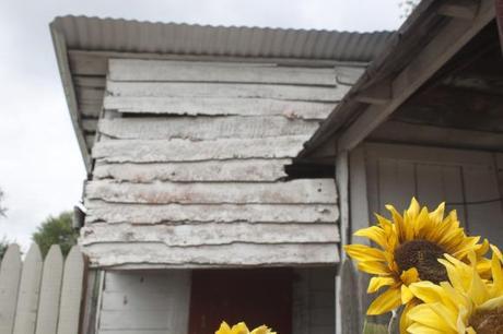 Lucketts Sunflowers Wandering Into A Dream (The Old Lucketts Store & Design House)