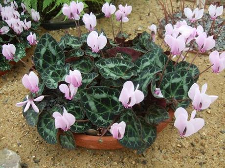 Alpine Troughs, Miniature Gardens Alpine Troughs, Miniature Gardens