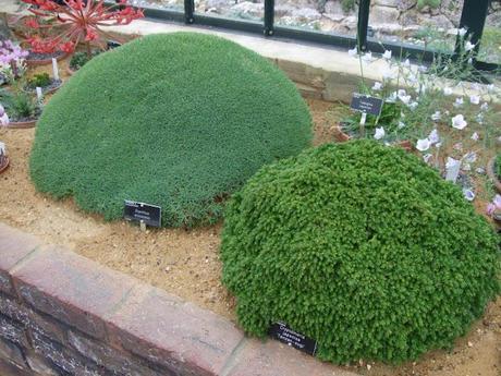 Alpine Troughs, Miniature Gardens Alpine Troughs, Miniature Gardens