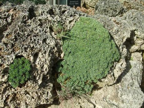Alpine Troughs, Miniature Gardens Alpine Troughs, Miniature Gardens
