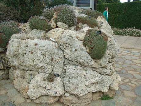 Alpine Troughs, Miniature Gardens Alpine Troughs, Miniature Gardens