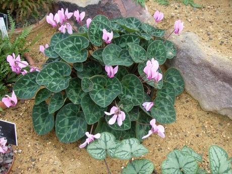 Alpine Troughs, Miniature Gardens Alpine Troughs, Miniature Gardens