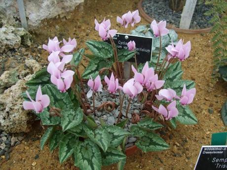 Alpine Troughs, Miniature Gardens Alpine Troughs, Miniature Gardens