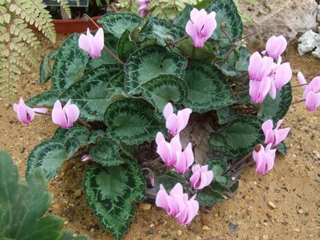 Alpine Troughs, Miniature Gardens Alpine Troughs, Miniature Gardens