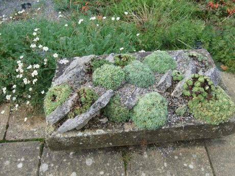 Alpine Troughs, Miniature Gardens Alpine Troughs, Miniature Gardens