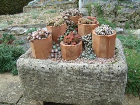 Alpine Troughs, Miniature Gardens Alpine Troughs, Miniature Gardens