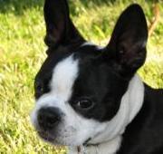 Boston Terrier