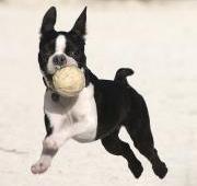 Boston Terrier