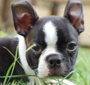 Boston Terrier Boston Terrier