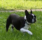 Boston Terrier