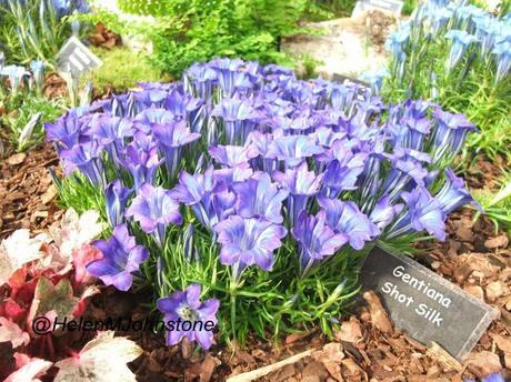 Autumnal Nurseries at Malvern