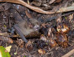 Hades, fossilised fat-parrot shit and threatened bats