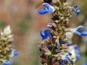 Plant Week: Salvia Uliginosa