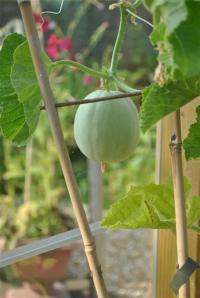 The greenhouse casualty