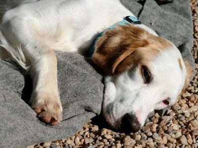 ASPCA Celebrates National Adopt-a-Shelter-Dog Month in October