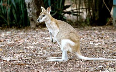 Wallaby near Nitmiluk National Park, Northern Territory, Australia