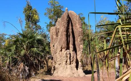 Catherdral Termite Mound at Litchfield National Park in the Northern Territory, Australia