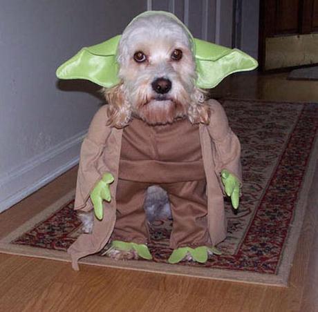World's Strangest Halloween Costumes for Dogs!