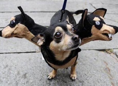World's Strangest Halloween Costumes for Dogs!
