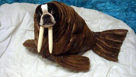 World's Strangest Halloween Costumes for Dogs!