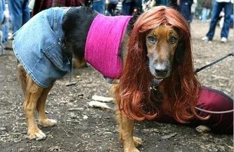 Weirdest Dog Costumes — The World of Kitsch