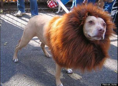 World's Strangest Halloween Costumes for Dogs!