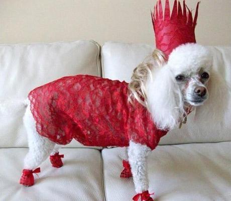 World's Strangest Halloween Costumes for Dogs!