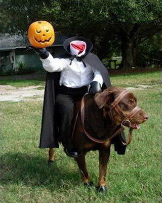 World's Strangest Halloween Costumes for Dogs!