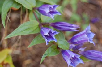 Gentiana asclepiadea Flower (08/09/2012, Kew Gardens, London)