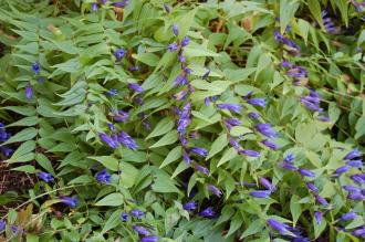 Gentiana asclepiadea (08/09/2012, Kew Gardens, London)