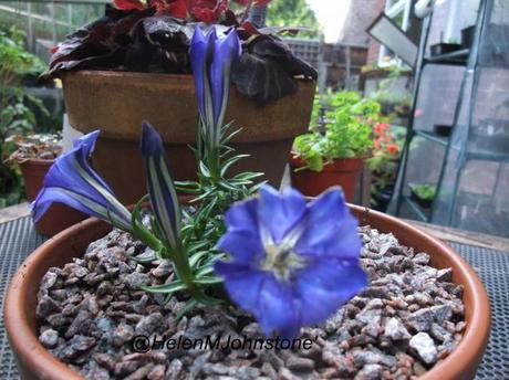 Gentiana Silken Skies