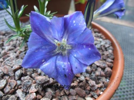 Gentiana Silken Skies