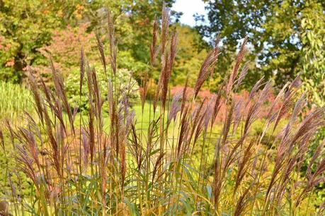 Autumn Tints at High Beeches Garden