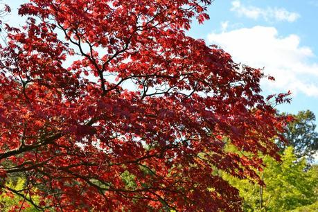 Autumn Tints at High Beeches Garden