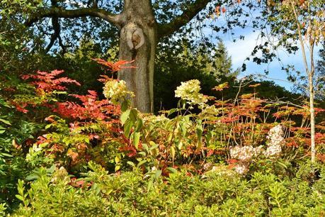 Autumn Tints at High Beeches Garden