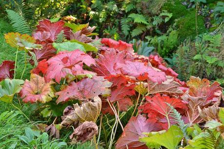 Autumn Tints at High Beeches Garden