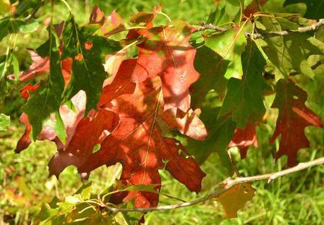 Autumn Tints at High Beeches Garden