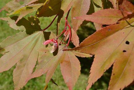 Autumn Tints at High Beeches Garden